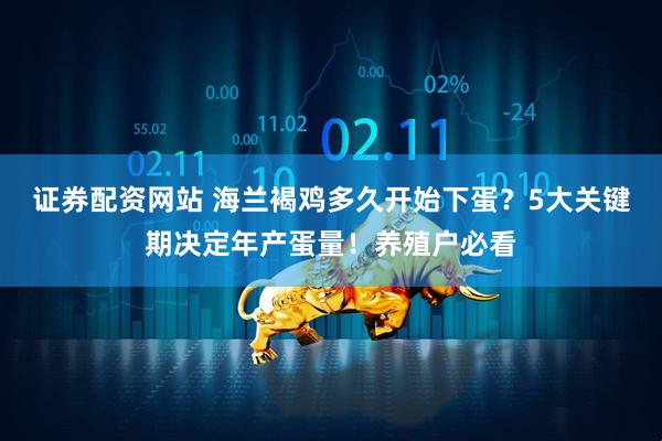 证券配资网站 海兰褐鸡多久开始下蛋？5大关键期决定年产蛋量！养殖户必看